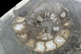 Polished Ammonite (Dactylioceras) Half - England #103796-1